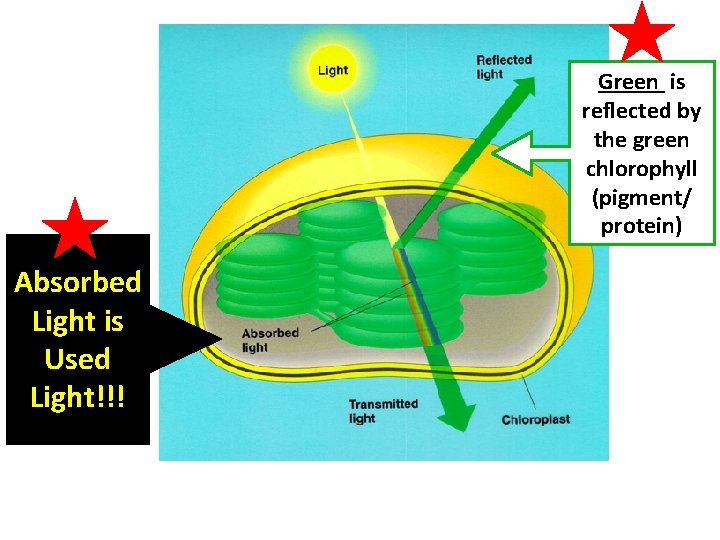 Green is reflected by the green chlorophyll (pigment/ protein) Absorbed Light is Used Light!!!