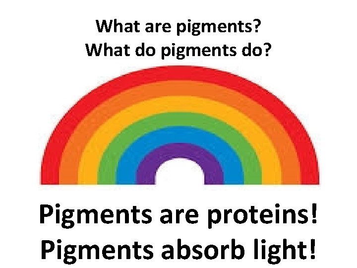 What are pigments? What do pigments do? Pigments are proteins! Pigments absorb light! 