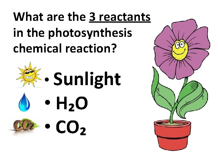 What are the 3 reactants in the photosynthesis chemical reaction? • Sunlight • H₂O