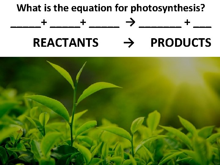 What is the equation for photosynthesis? _____+ _____ → _______ + ___ REACTANTS →