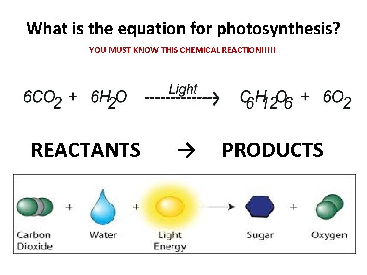 What is the equation for photosynthesis? YOU MUST KNOW THIS CHEMICAL REACTION!!!!! REACTANTS →