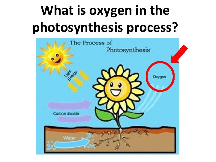 What is oxygen in the photosynthesis process? 