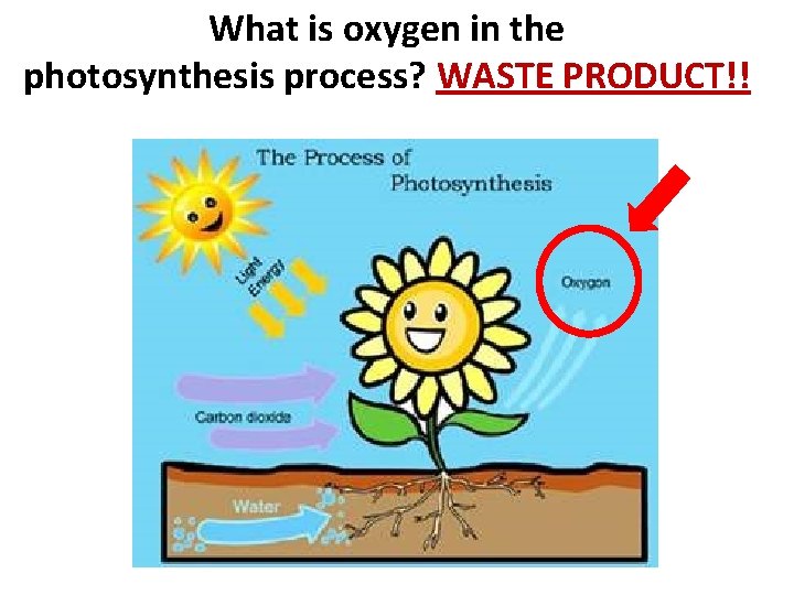 What is oxygen in the photosynthesis process? WASTE PRODUCT!! 
