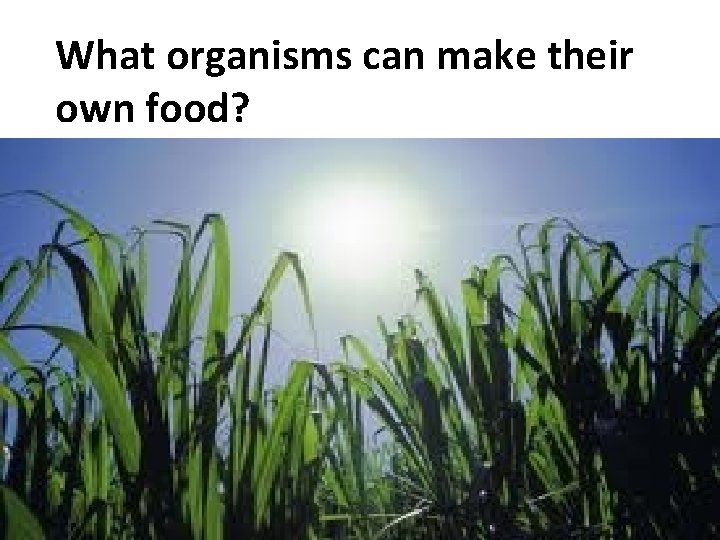 What organisms can make their own food? 
