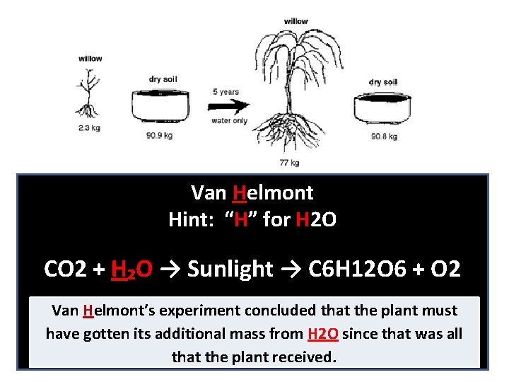Van Helmont Hint: “H” for H 2 O CO 2 + H₂O → Sunlight
