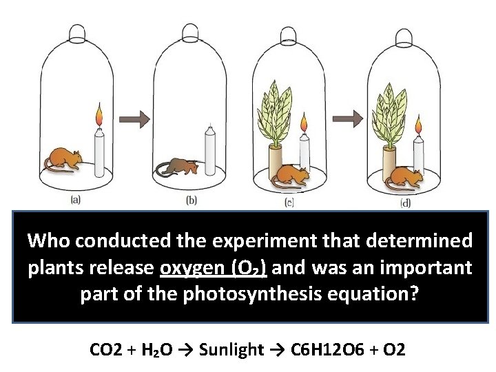 Who conducted the experiment that determined plants release oxygen (O₂) and was an important
