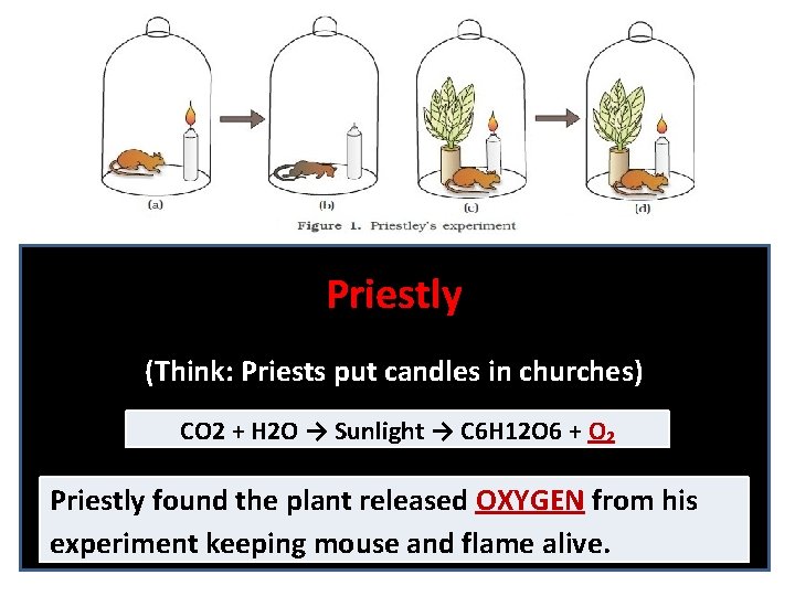 Priestly (Think: Priests put candles in churches) CO 2 + H 2 O →