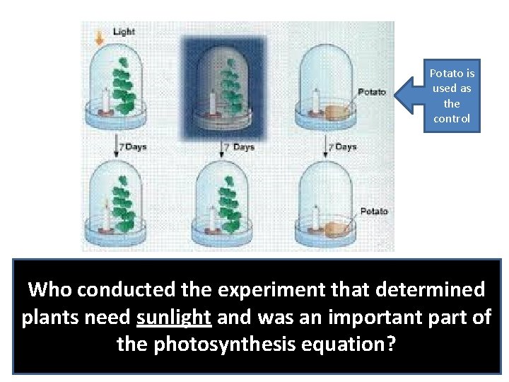 Potato is used as the control Who conducted the experiment that determined plants need