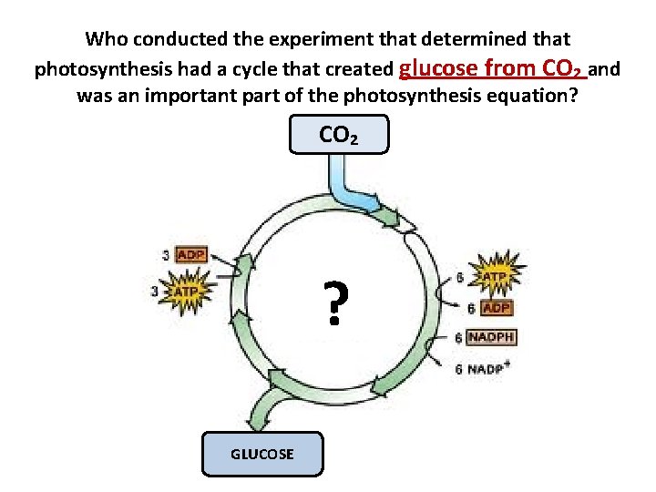 Who conducted the experiment that determined that photosynthesis had a cycle that created glucose