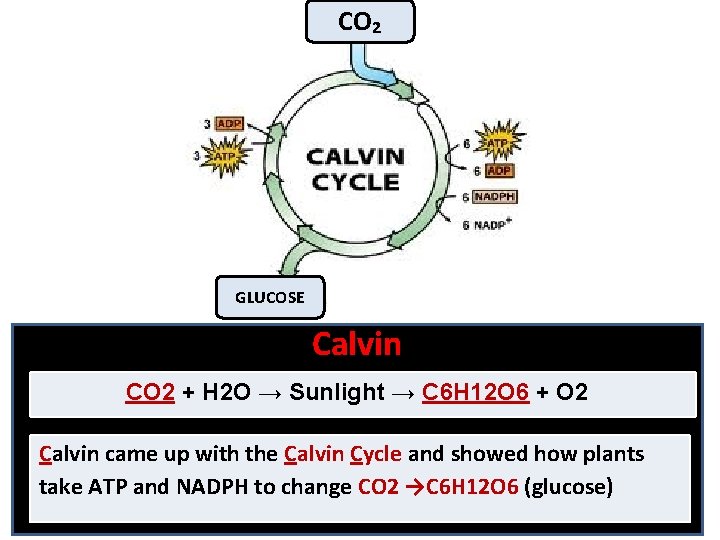 CO₂ GLUCOSE Calvin CO 2 + H 2 O → Sunlight → C 6