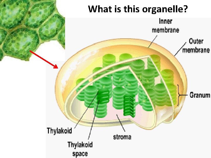 What is this organelle? 