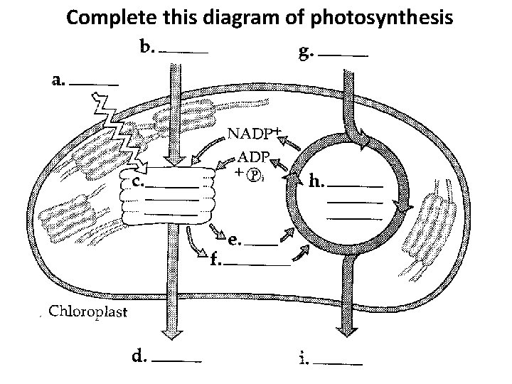 Complete this diagram of photosynthesis 