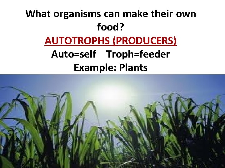 What organisms can make their own food? AUTOTROPHS (PRODUCERS) Auto=self Troph=feeder Example: Plants 