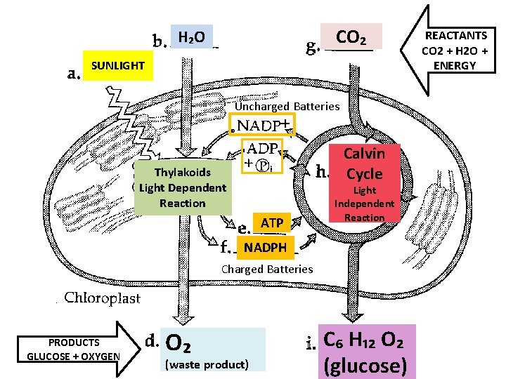 CO₂ H₂O SUNLIGHT Uncharged Batteries Calvin Cycle Thylakoids Light Dependent Reaction ATP Light Independent