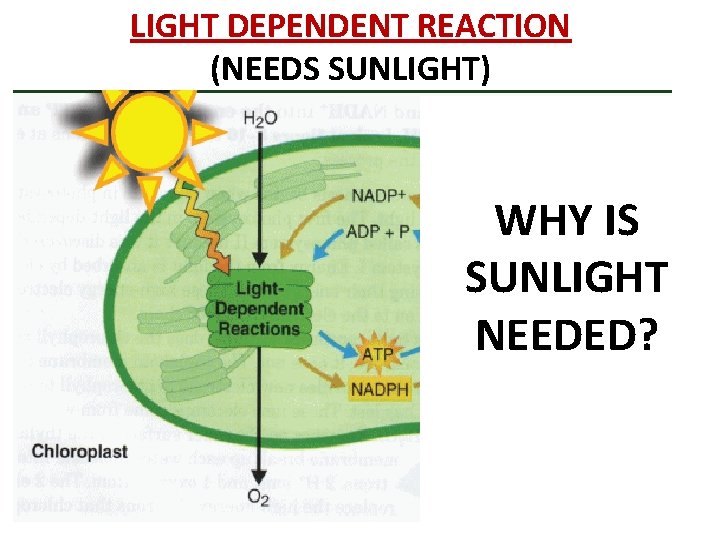 LIGHT DEPENDENT REACTION (NEEDS SUNLIGHT) WHY IS SUNLIGHT NEEDED? 