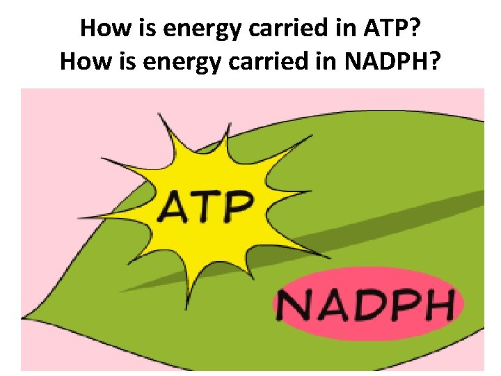 How is energy carried in ATP? How is energy carried in NADPH? 