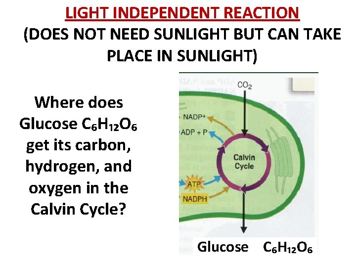 LIGHT INDEPENDENT REACTION (DOES NOT NEED SUNLIGHT BUT CAN TAKE PLACE IN SUNLIGHT) Where