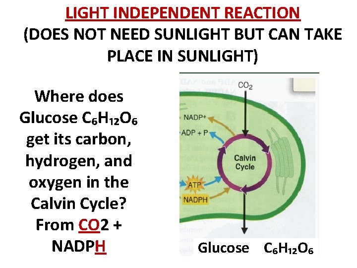LIGHT INDEPENDENT REACTION (DOES NOT NEED SUNLIGHT BUT CAN TAKE PLACE IN SUNLIGHT) Where