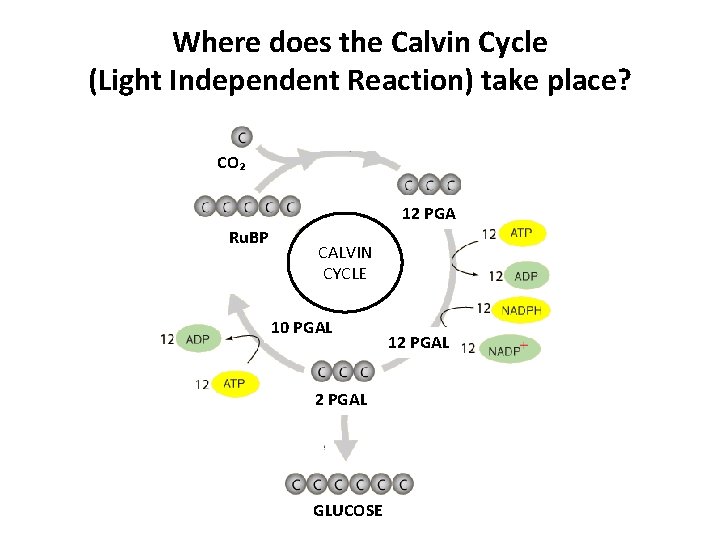 Where does the Calvin Cycle (Light Independent Reaction) take place? CO₂ 12 PGA Ru.