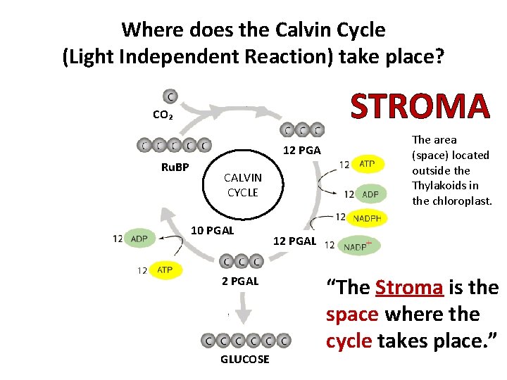 Where does the Calvin Cycle (Light Independent Reaction) take place? STROMA CO₂ 12 PGA
