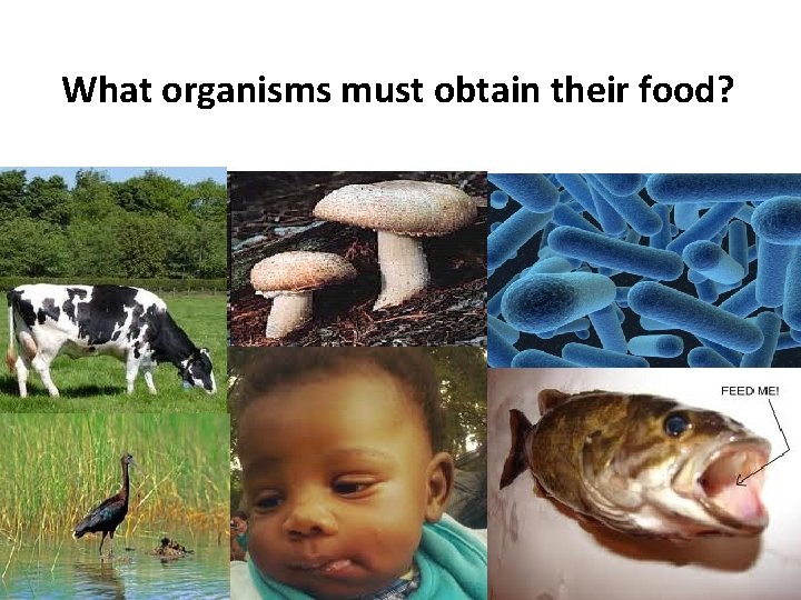 What organisms must obtain their food? 