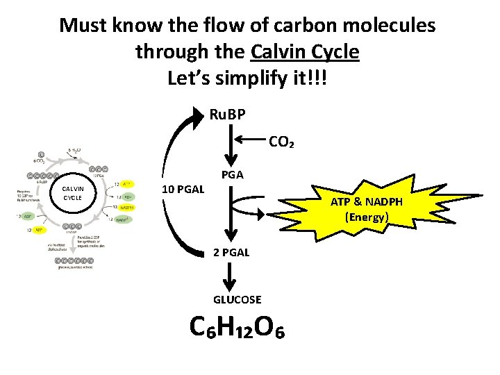 Must know the flow of carbon molecules through the Calvin Cycle Let’s simplify it!!!