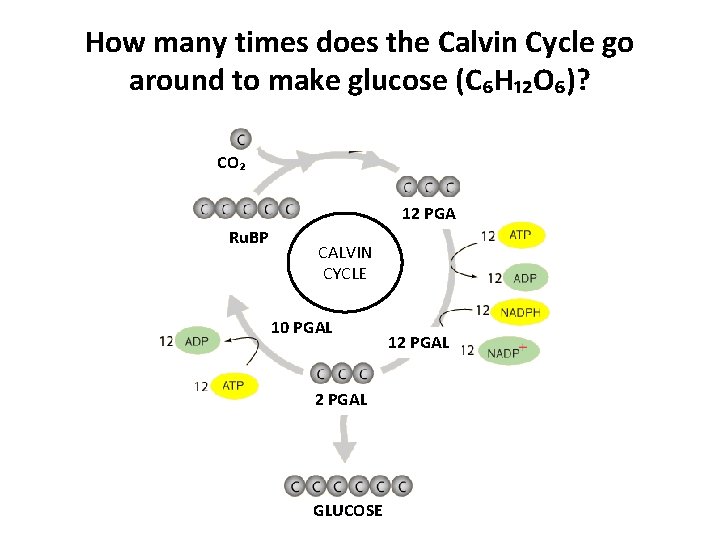 How many times does the Calvin Cycle go around to make glucose (C₆H₁₂O₆)? CO₂