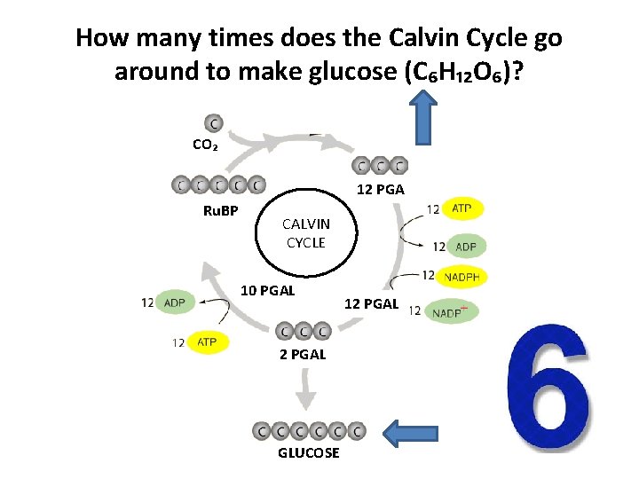 How many times does the Calvin Cycle go around to make glucose (C₆H₁₂O₆)? CO₂
