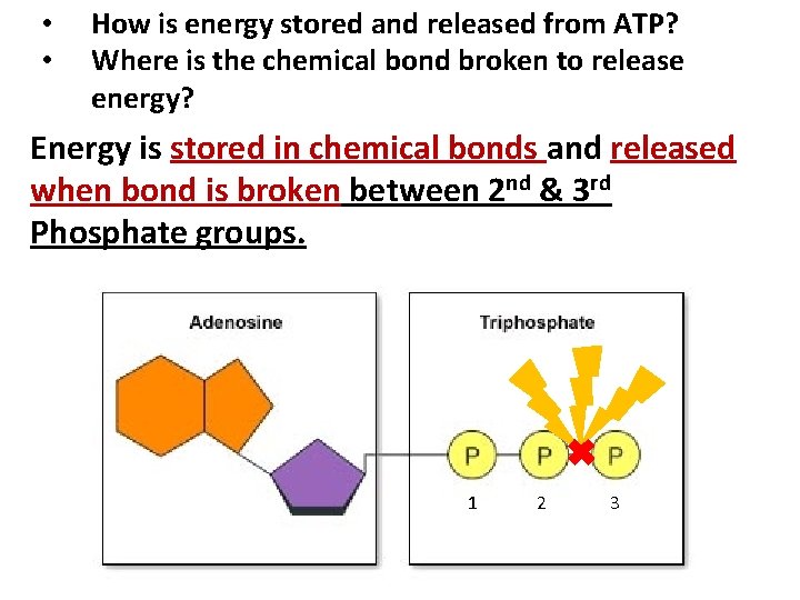  • • How is energy stored and released from ATP? Where is the
