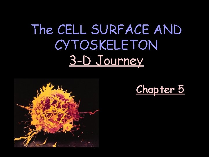 The CELL SURFACE AND CYTOSKELETON 3 -D Journey Chapter 5 The CELL SURFACE AND CYTOSKELETON 3 -D Journey Chapter 5
