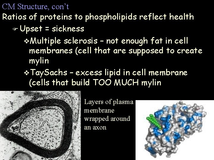 CM Structure, con’t Ratios of proteins to phospholipids reflect health F Upset = sickness CM Structure, con’t Ratios of proteins to phospholipids reflect health F Upset = sickness