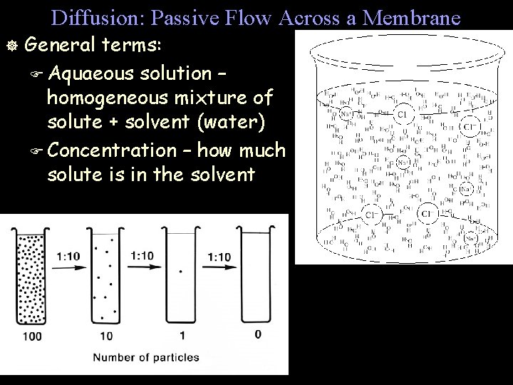 Diffusion: Passive Flow Across a Membrane ] General terms: F Aquaeous solution – homogeneous