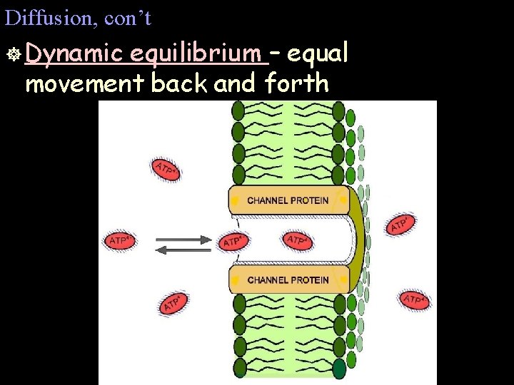 Diffusion, con’t ] Dynamic equilibrium – equal movement back and forth 
