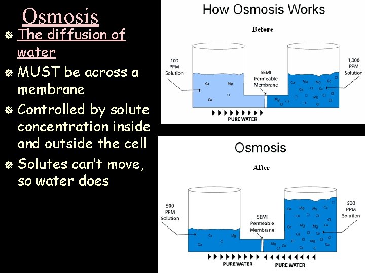 Osmosis The diffusion of water ] MUST be across a membrane ] Controlled by