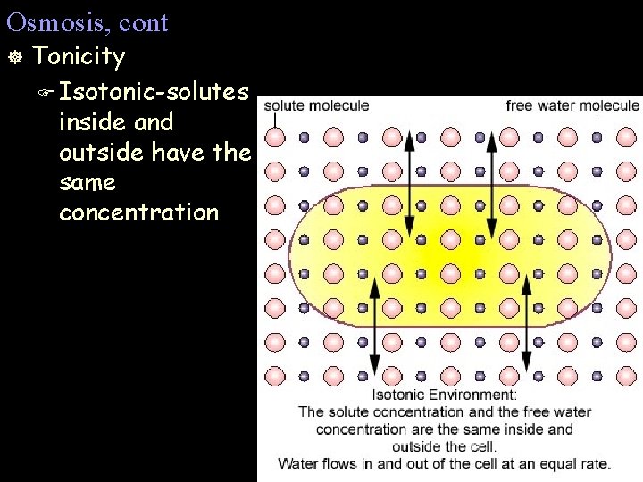 Osmosis, cont ] Tonicity F Isotonic-solutes inside and outside have the same concentration 