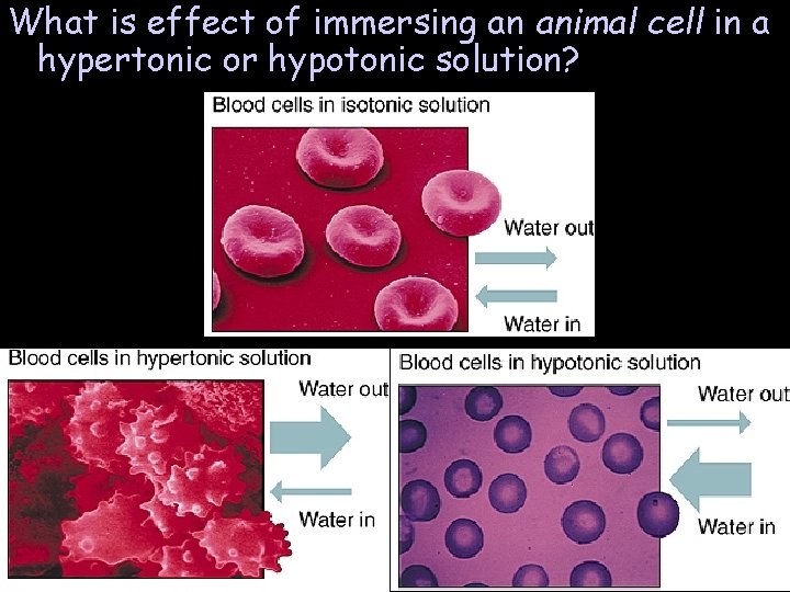 What is effect of immersing an animal cell in a hypertonic or hypotonic solution? What is effect of immersing an animal cell in a hypertonic or hypotonic solution?