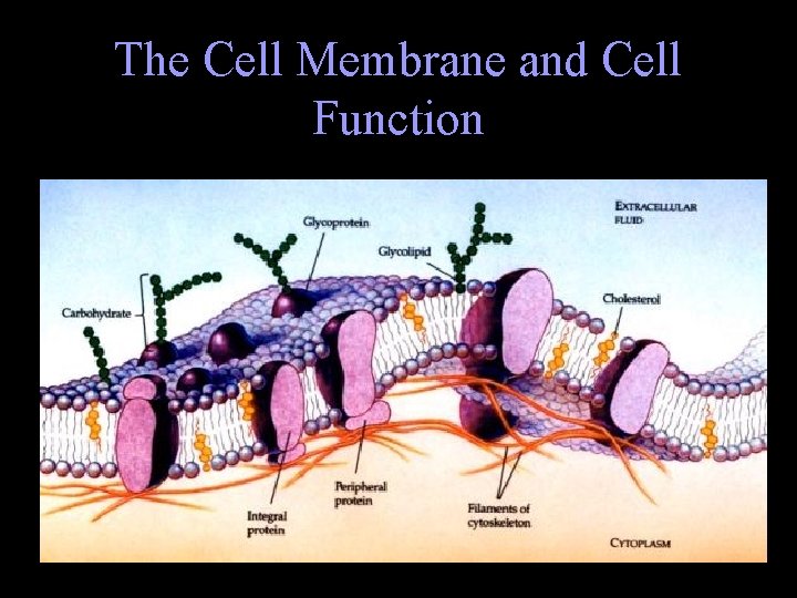 The Cell Membrane and Cell Function The Cell Membrane and Cell Function