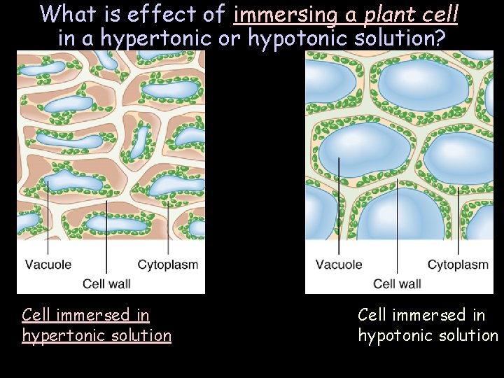 What is effect of immersing a plant cell in a hypertonic or hypotonic solution? What is effect of immersing a plant cell in a hypertonic or hypotonic solution?