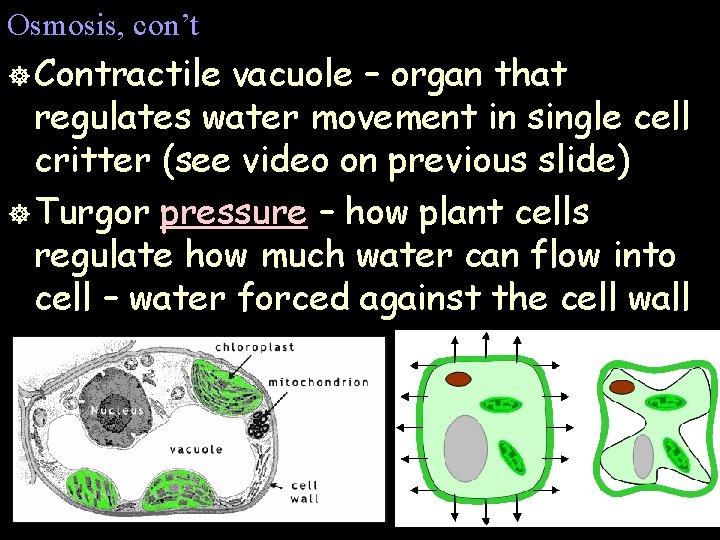 Osmosis, con’t ] Contractile vacuole – organ that regulates water movement in single cell