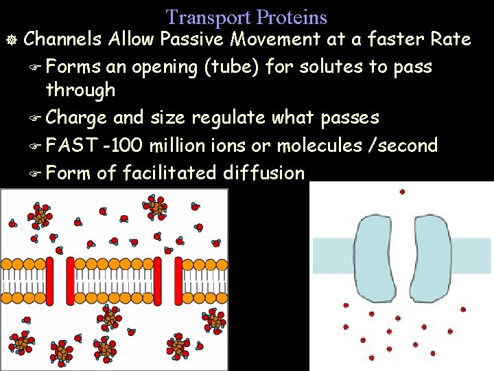 Transport Proteins ] Channels Allow Passive Movement at a faster Rate F Forms an