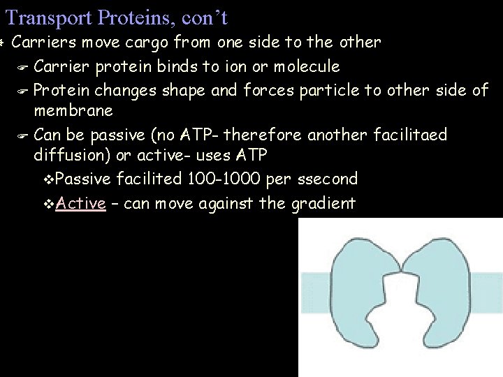 ] Transport Proteins, con’t Carriers move cargo from one side to the other F