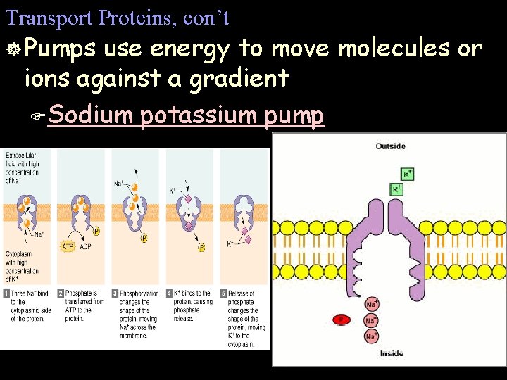 Transport Proteins, con’t ] Pumps use energy to move molecules or ions against a