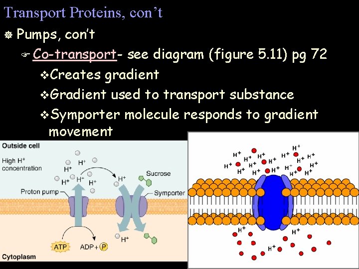 Transport Proteins, con’t ] Pumps, con’t F Co-transport- see diagram (figure 5. 11) pg
