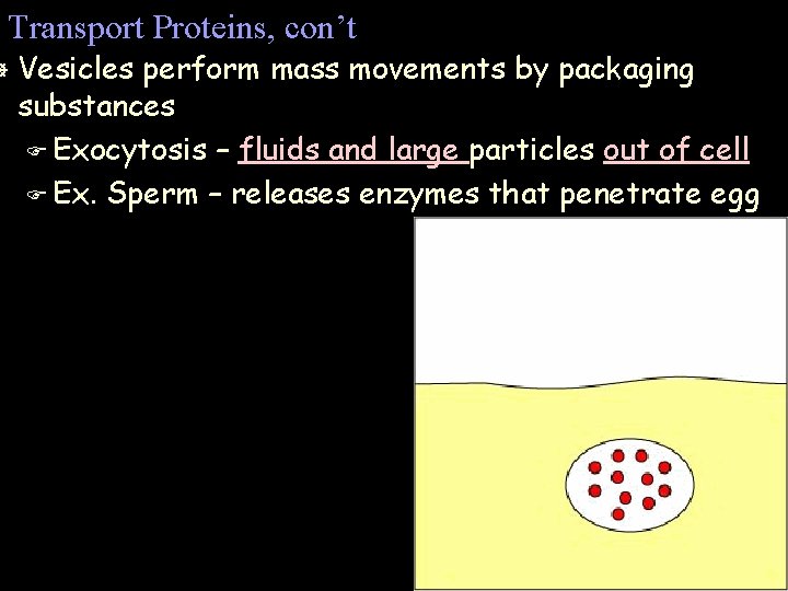 Transport Proteins, con’t ] Vesicles perform mass movements by packaging substances F Exocytosis –