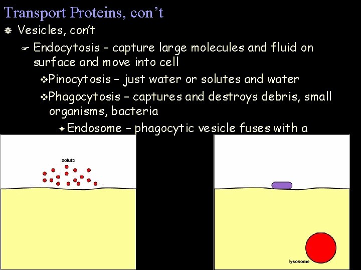 Transport Proteins, con’t ] Vesicles, con’t F Endocytosis – capture large molecules and fluid