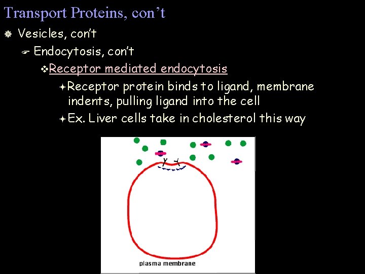 Transport Proteins, con’t ] Vesicles, con’t F Endocytosis, con’t v. Receptor mediated endocytosis ª