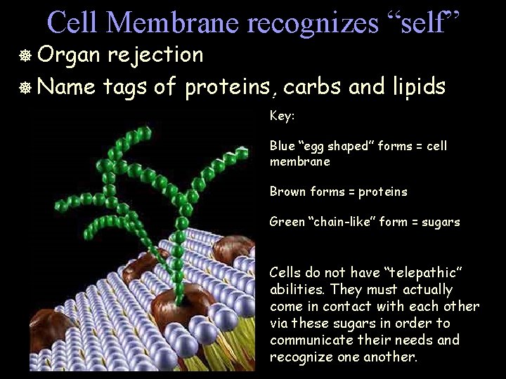 Cell Membrane recognizes “self” ] Organ rejection ] Name tags of proteins, carbs and