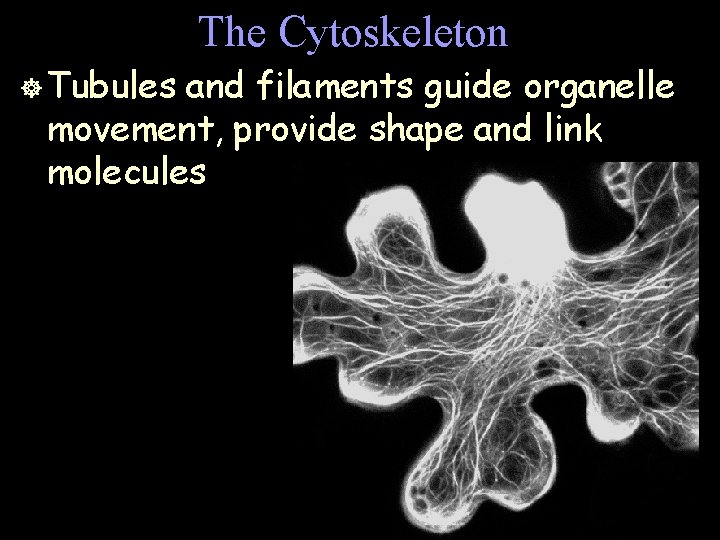 The Cytoskeleton ] Tubules and filaments guide organelle movement, provide shape and link molecules
