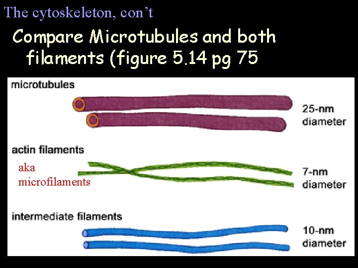 The cytoskeleton, con’t Compare Microtubules and both filaments (figure 5. 14 pg 75 aka The cytoskeleton, con’t Compare Microtubules and both filaments (figure 5. 14 pg 75 aka