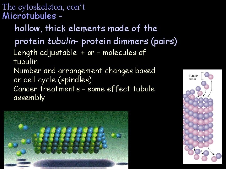 The cytoskeleton, con’t Microtubules – hollow, thick elements made of the protein tubulin- protein The cytoskeleton, con’t Microtubules – hollow, thick elements made of the protein tubulin- protein